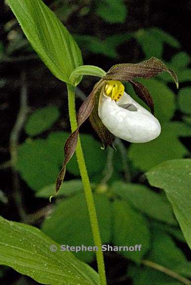 cypripedium montanum 2 graphic